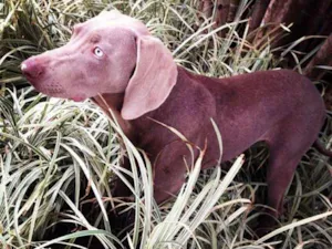 Cachorro raça Weimaraner  idade 6 ou mais anos nome Wei