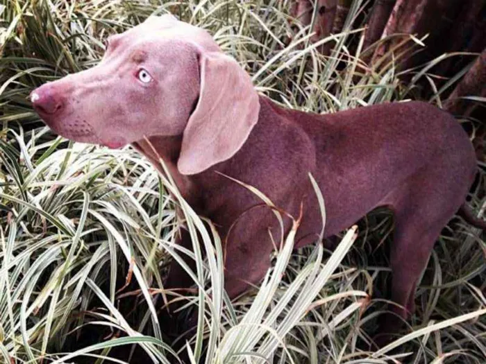 Cachorro ra a Weimaraner  idade 6 ou mais anos nome Wei