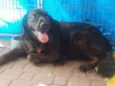 Urso