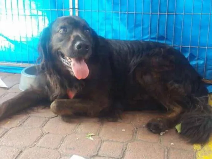 Cachorro ra a SRD idade 2 anos nome Urso