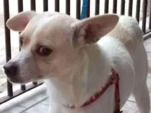 Cachorro raça Não sei idade  nome Não sei
