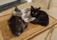 Molenga, Belê, Tigra