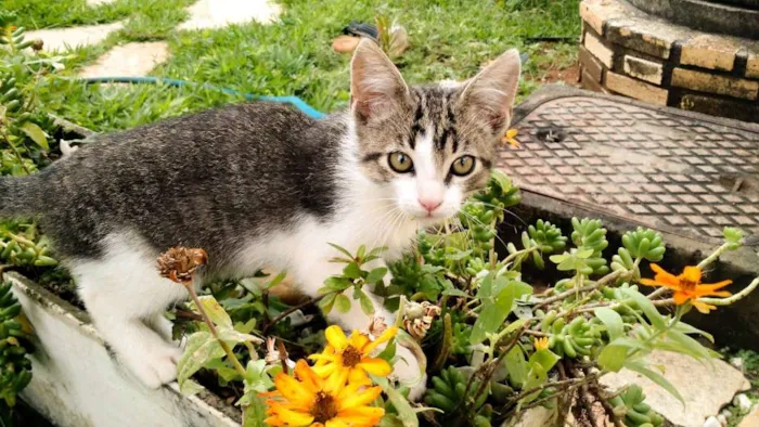 Gato ra a SRD idade Abaixo de 2 meses nome Molenga, Belê, Tigra