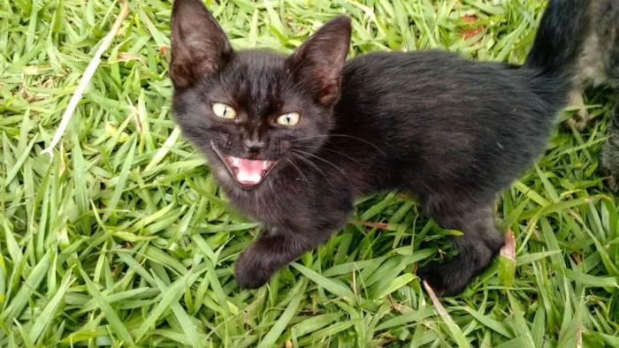 Gato ra a SRD idade Abaixo de 2 meses nome Molenga, Belê, Tigra