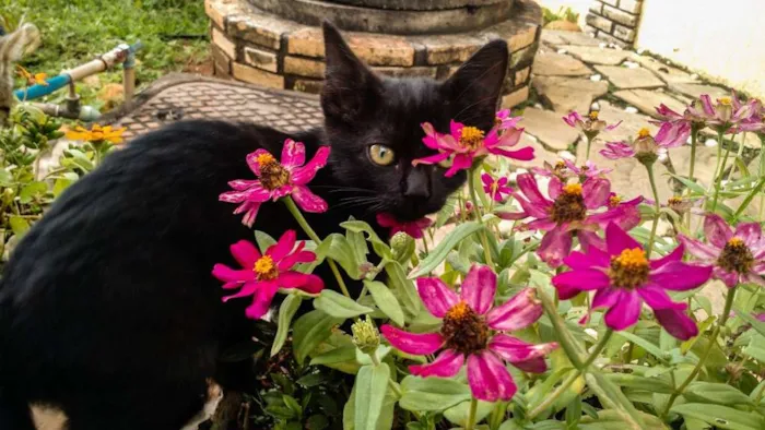 Gato ra a SRD idade Abaixo de 2 meses nome Molenga, Belê, Tigra