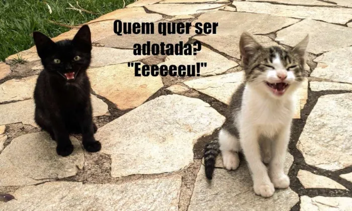 Gato ra a SRD idade Abaixo de 2 meses nome Molenga, Belê, Tigra