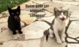 Molenga, Belê, Tigra