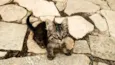 Molenga, Belê, Tigra