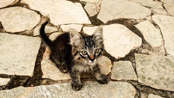 Gato ra a SRD idade Abaixo de 2 meses nome Molenga, Belê, Tigra