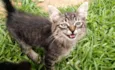 Molenga, Belê, Tigra