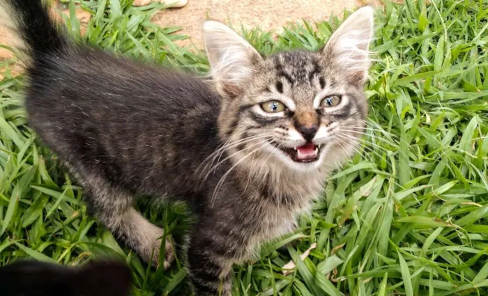 Gato ra a SRD idade Abaixo de 2 meses nome Molenga, Belê, Tigra
