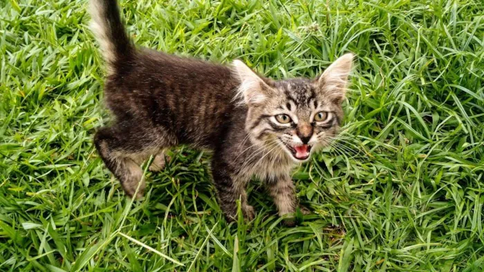 Gato ra a SRD idade Abaixo de 2 meses nome Molenga, Belê, Tigra