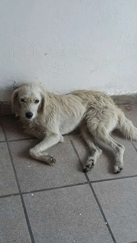 Cachorro ra a Não sabemos idade  nome Não definido