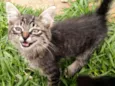 Molenga, Belê, Tigra