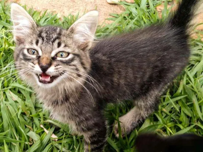 Gato ra a SRD idade Abaixo de 2 meses nome Molenga, Belê, Tigra