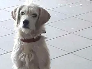 Cachorro raça Não sabemos idade  nome Não definido