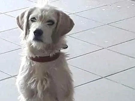 Cachorro ra a Não sabemos idade  nome Não definido