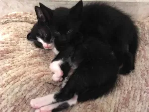 Gato raça  idade Abaixo de 2 meses nome Sem nome
