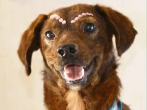 Cachorro raça SRD idade 2 anos nome nina