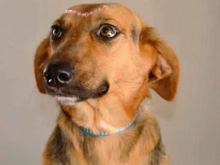 Cachorro ra a srd idade 1 ano nome laura