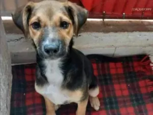 Cachorro raça SRD idade  nome Lola