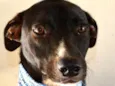 beto