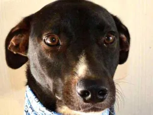 Cachorro raça SRD idade 1 ano nome beto