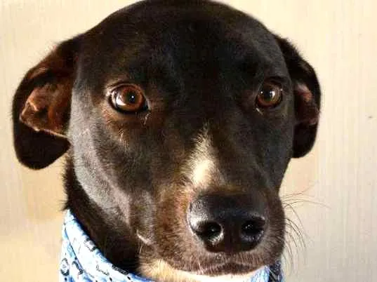 Cachorro ra a SRD idade 1 ano nome beto