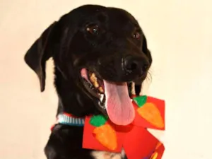 Cachorro raça SRD idade 1 ano nome lipe
