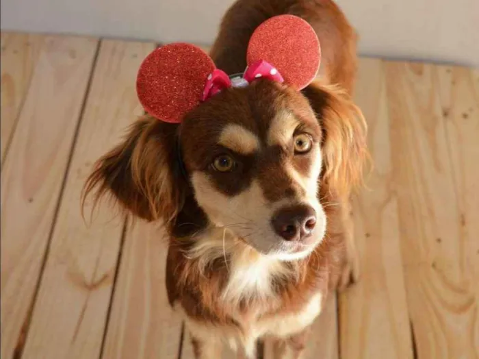 Cachorro ra a SRD idade 1 ano nome sabrina
