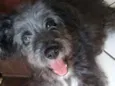 Bob