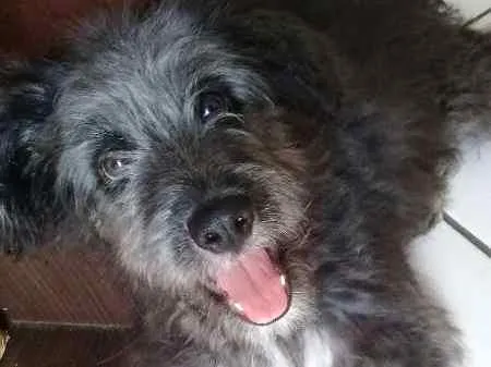 Cachorro ra a SRD idade 2 a 6 meses nome Bob