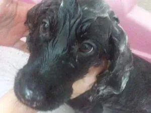 Cachorro raça Cocker idade 2 a 6 meses nome Cake