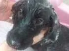Cachorro raça Cocker idade 2 a 6 meses nome Cake