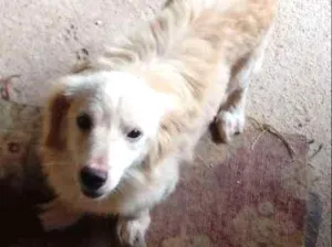 Cachorro raça srd idade 1 ano nome snoopy