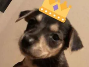 Cachorro raça SRD idade 2 a 6 meses nome Sem nome