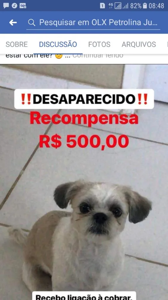 Cachorro ra a Shit zu idade 2 a 6 meses nome Billy