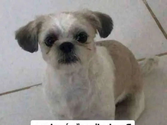 Cachorro ra a Shit zu idade 2 a 6 meses nome Billy