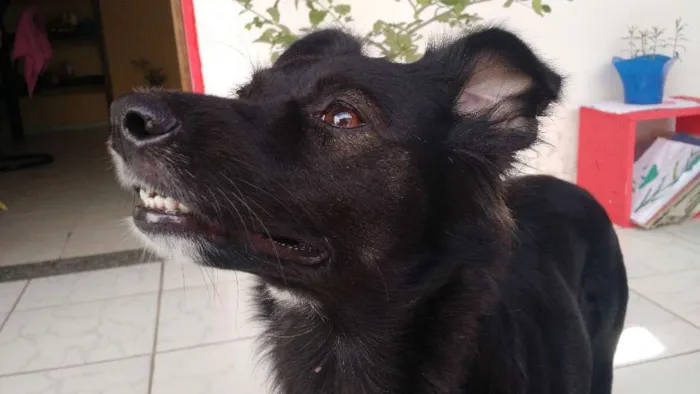 Cachorro ra a SRD idade 1 ano nome Chica