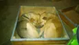 Scooby e Bolt