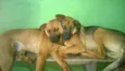 Scooby e Bolt