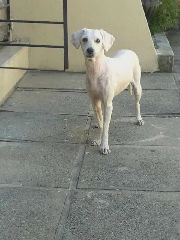 Cachorro ra a poodle idade 5 anos nome Pandora