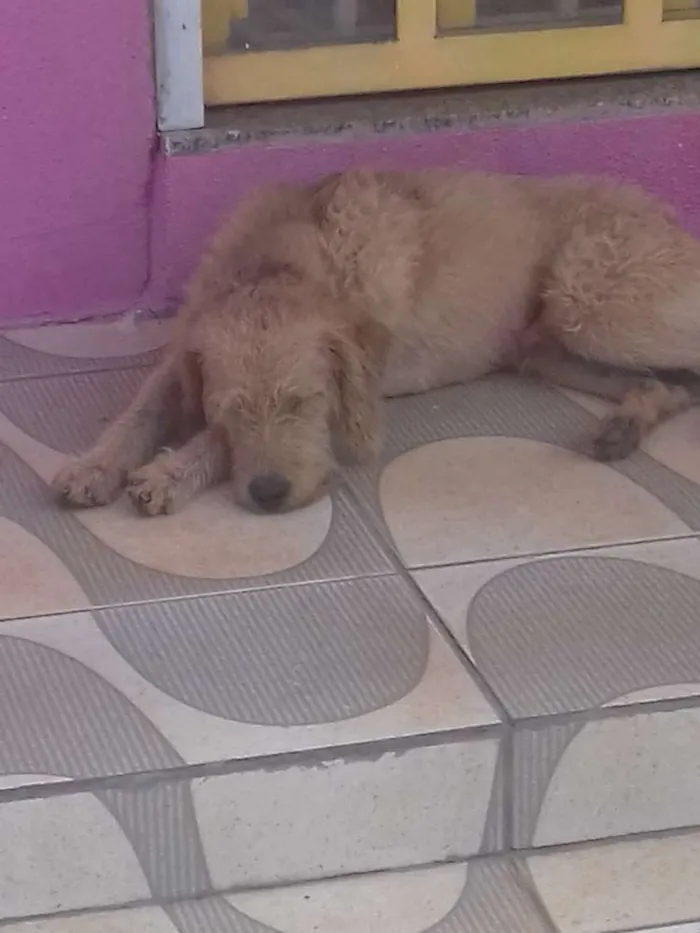 Cachorro ra a nao sei idade 2 anos nome Não sei