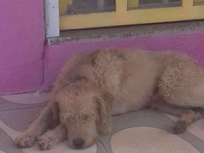 Cachorro ra a nao sei idade 2 anos nome Não sei