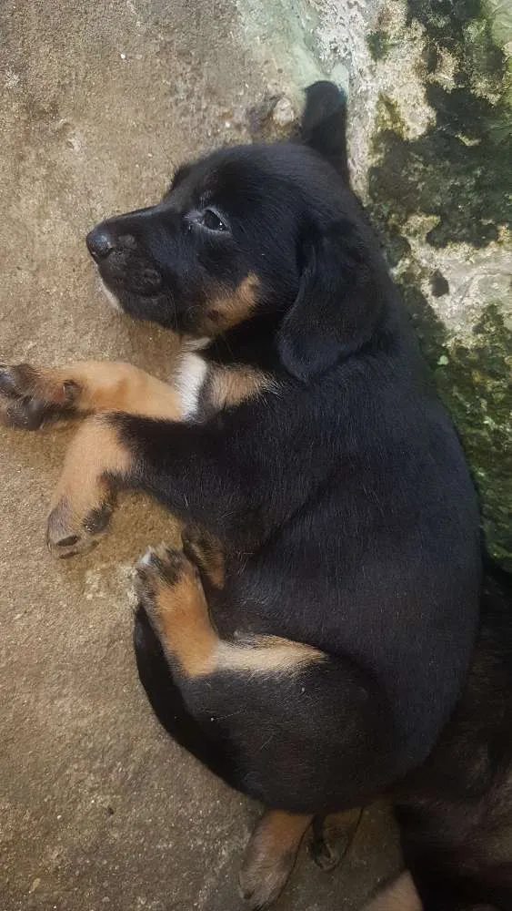 Cachorro ra a Sem raça idade Abaixo de 2 meses nome Sem nome