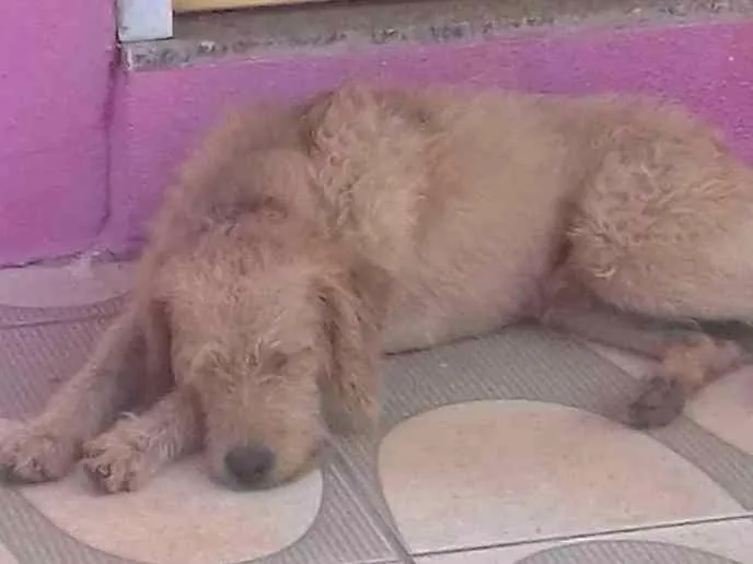 Cachorro ra a nao sei idade 2 anos nome Não sei