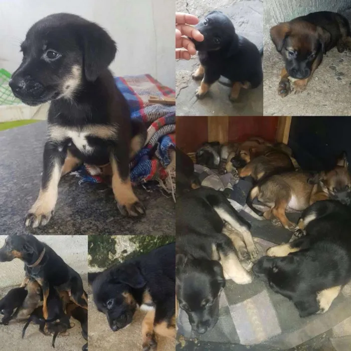Cachorro ra a Sem raça idade Abaixo de 2 meses nome Sem nome