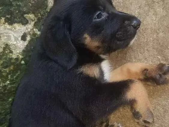 Cachorro ra a Sem raça idade Abaixo de 2 meses nome Sem nome