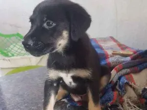 Cachorro raça Sem raça idade Abaixo de 2 meses nome Sem nome