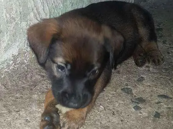 Cachorro ra a Sem raça idade Abaixo de 2 meses nome Sem nome